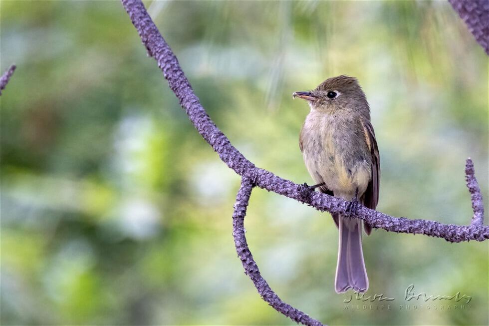 Cordilleran Flycatcher (Empidonax occidentalis)