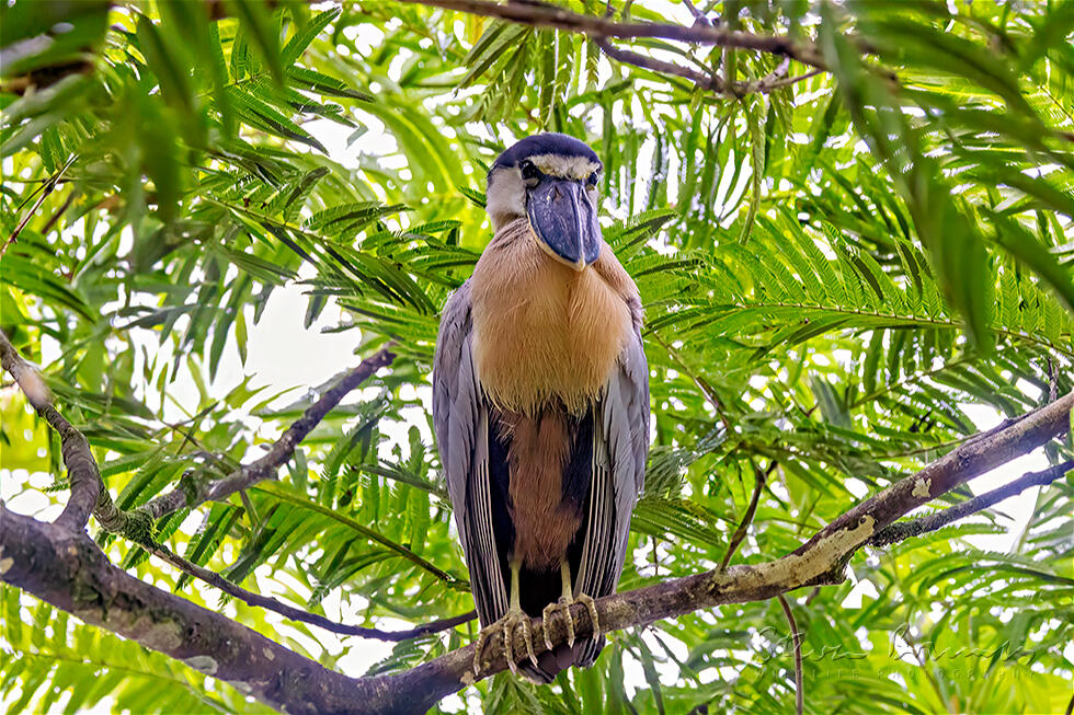 Boat-billed Heron (Cochlearius cochlearius)