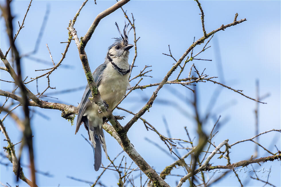 White-throated Magpie-Jay (Calocitta formosa)