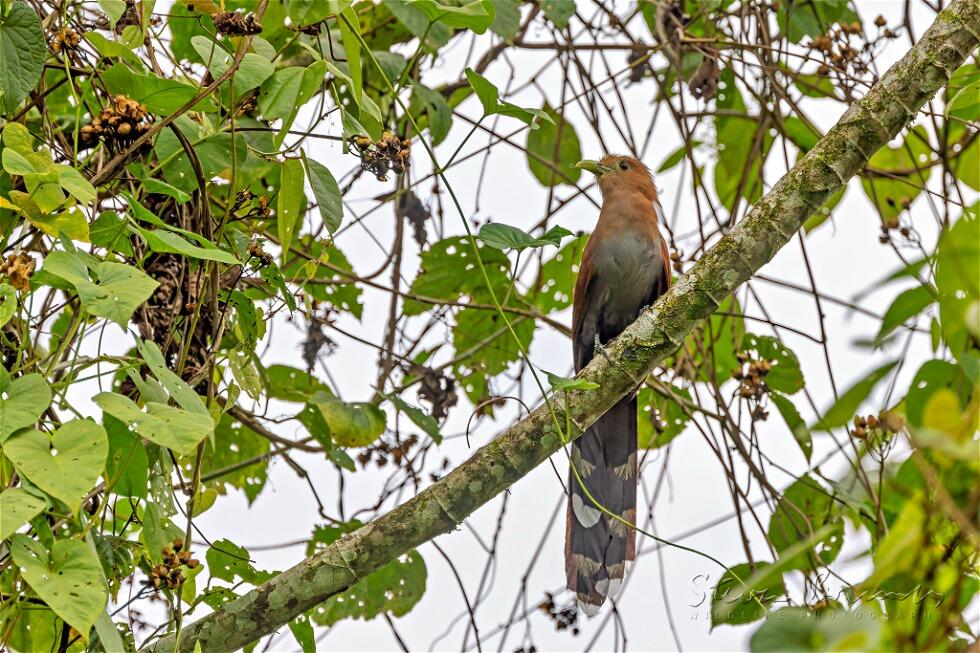 Squirrel Cuckoo (Piaya cayana)