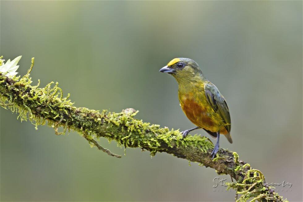 Olive-backed Euphonia (Euphonia gouldi)