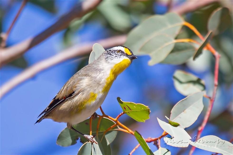 Striated Pardalote (Pardalotus striatus)