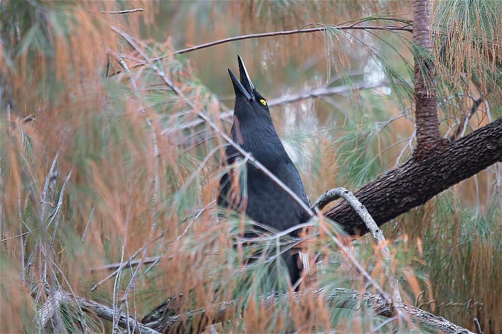 Pied Currawong (Strepera graculina)