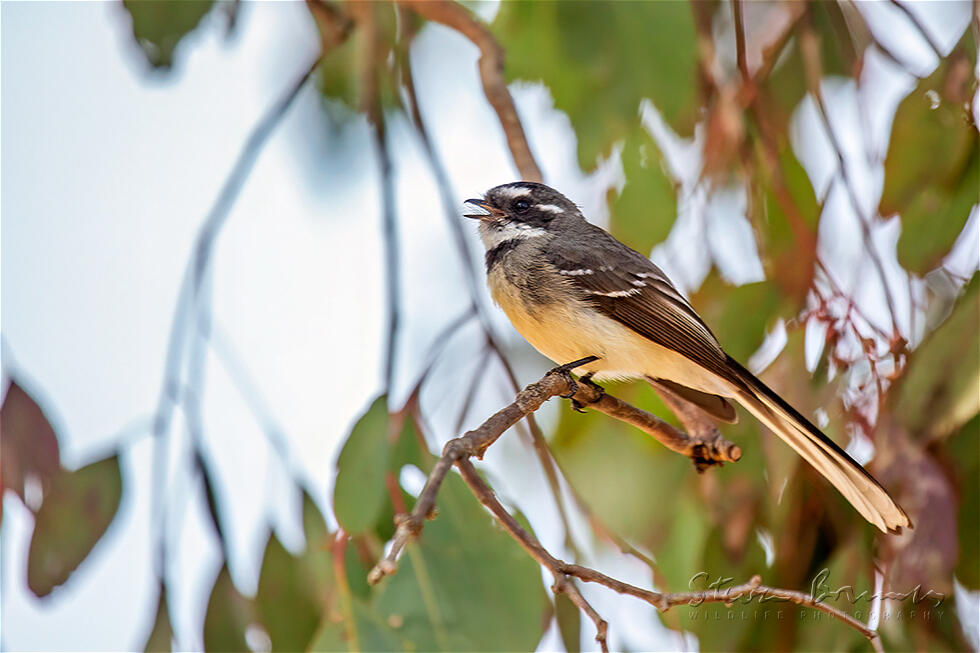 Grey Fantail (Rhipidura albiscapa)