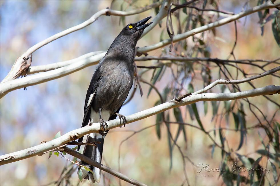 Pied Currawong (Strepera graculina)