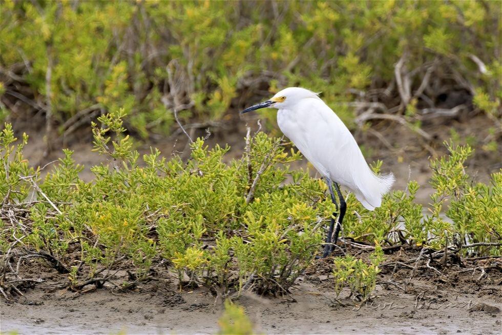 Snowy Egret (Egretta thula)