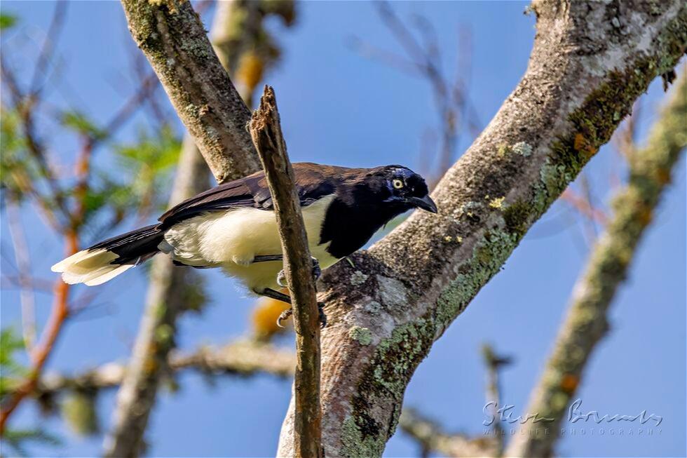 Black-chested Jay (Cyanocorax affinis)