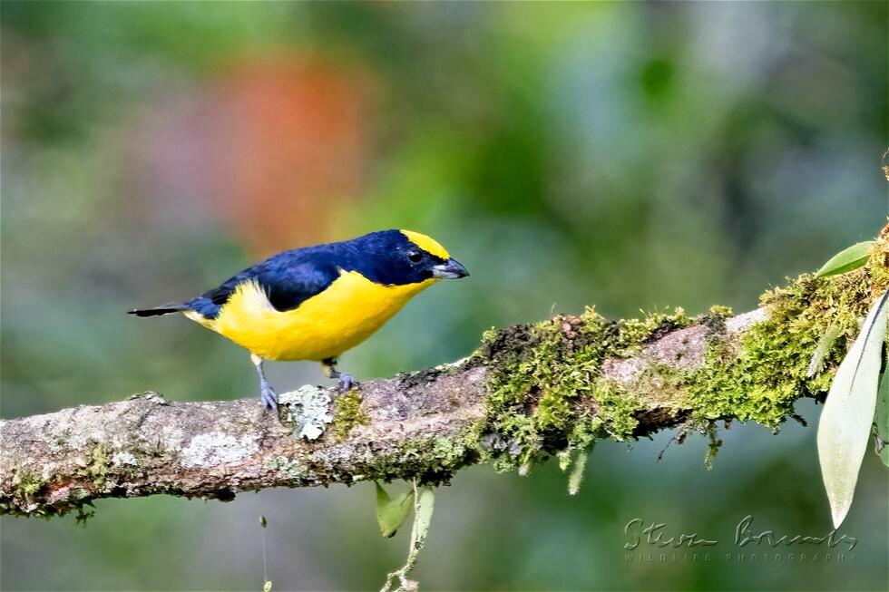 Thick-billed Euphonia (Euphonia laniirostris)