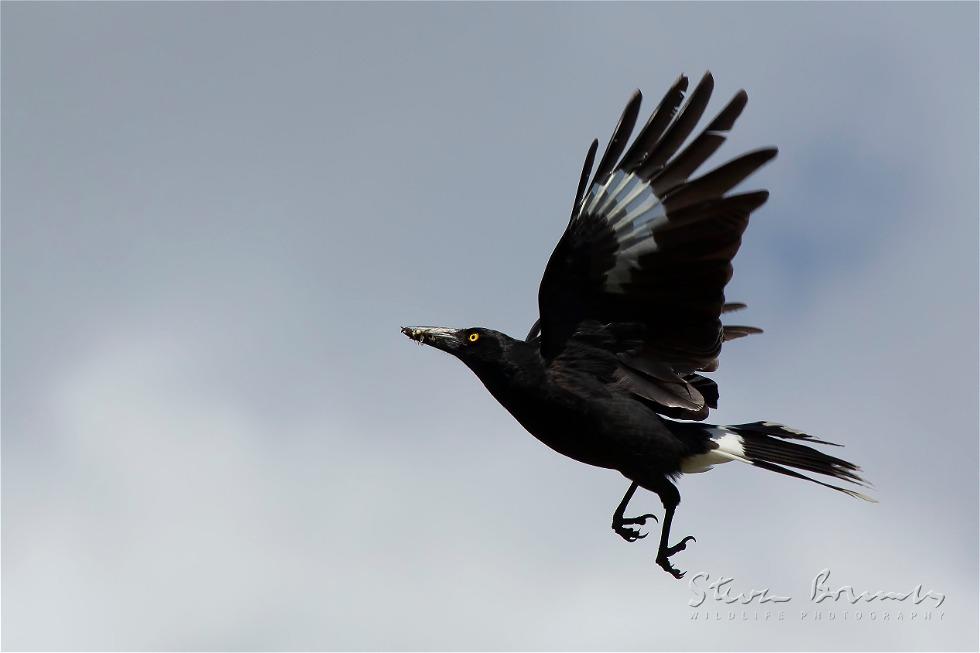 Pied Currawong (Strepera graculina)