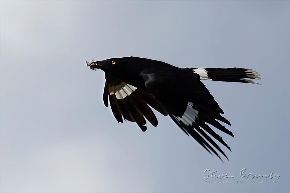 Pied Currawong (Strepera graculina)