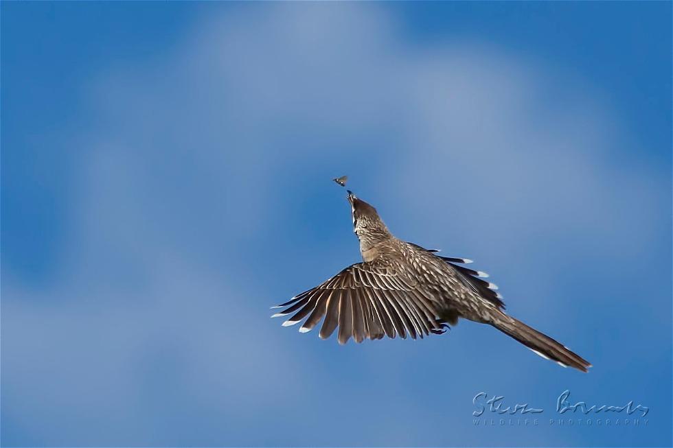 Red Wattlebird (Anthochaera carunculata)