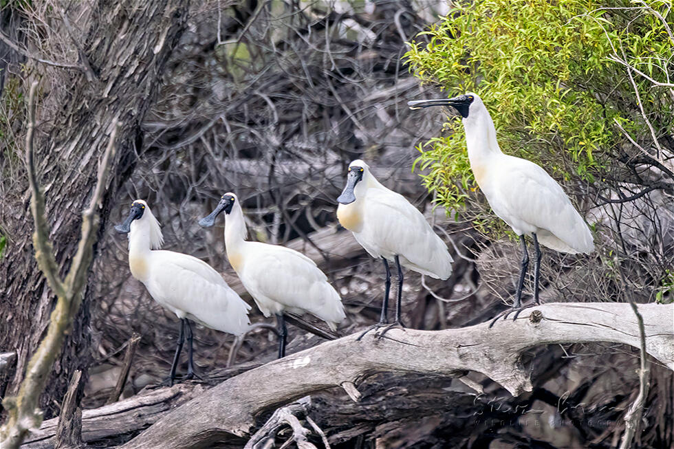 Royal Spoonbill (Platalea regia)