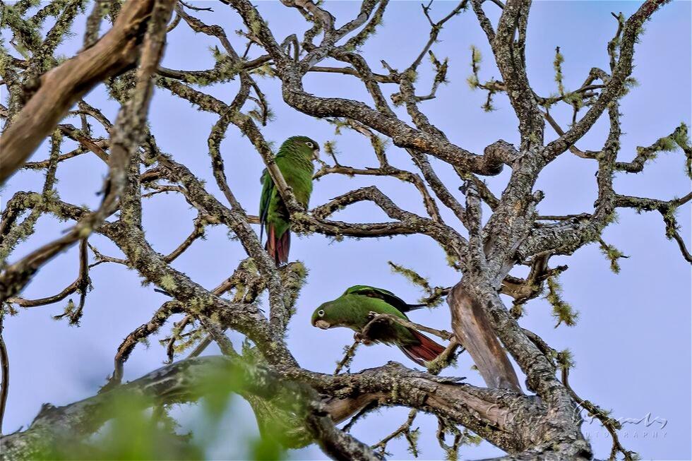 Santa Marta Parakeet (Pyrrhura viridicata)