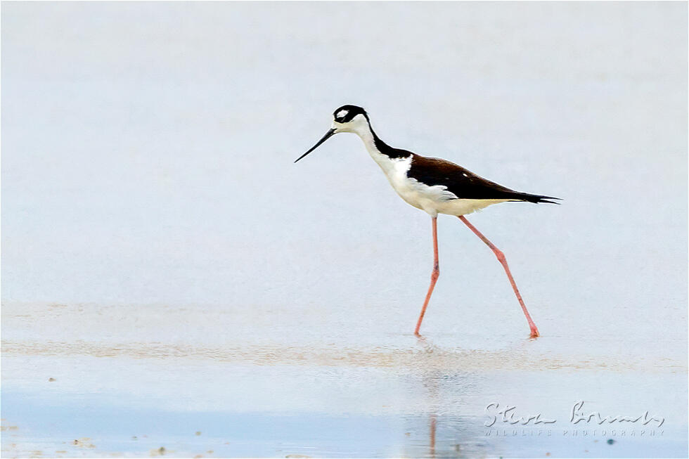 Black-necked Stilt (Himantopus mexicanus)