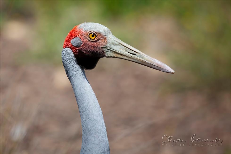 Brolga (Antigone rubicunda)