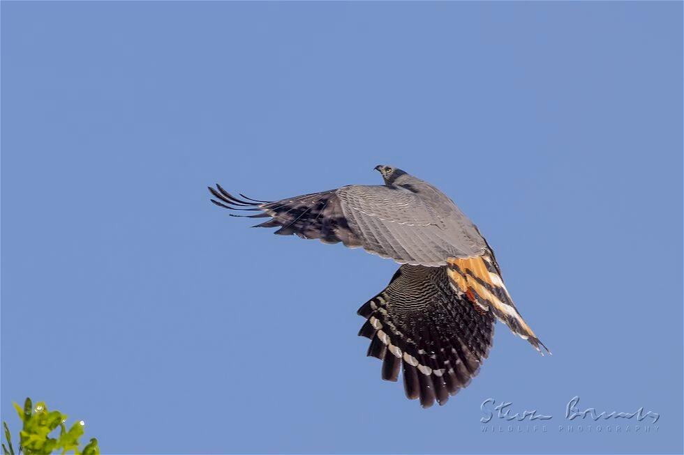 Crane Hawk (Geranospiza caerulescens)