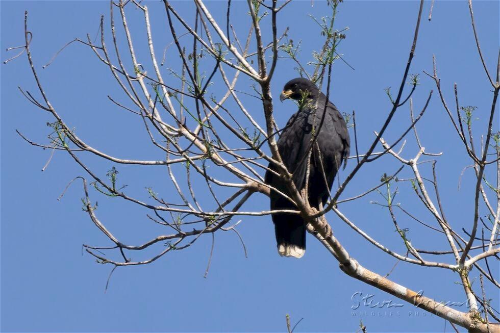 Great Black Hawk (Buteogallus urubitinga)