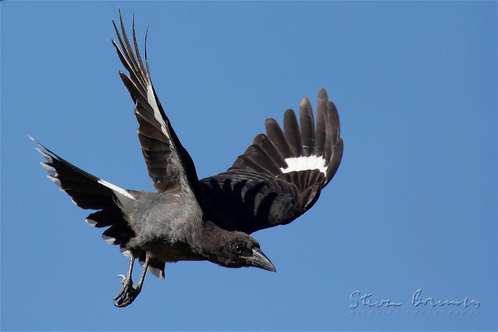 Pied Currawong (Strepera graculina)