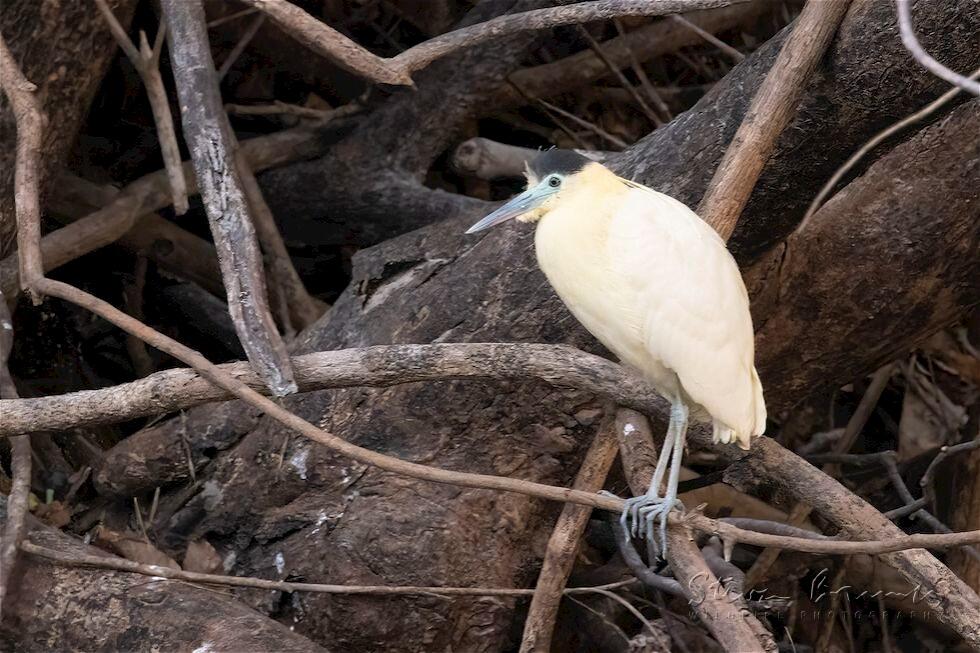 Capped Heron (Pilherodius pileatus)