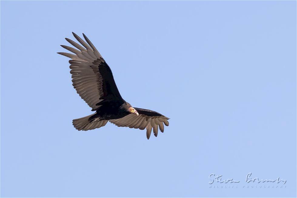 Lesser Yellow-headed Vulture (Cathartes burrovianus)