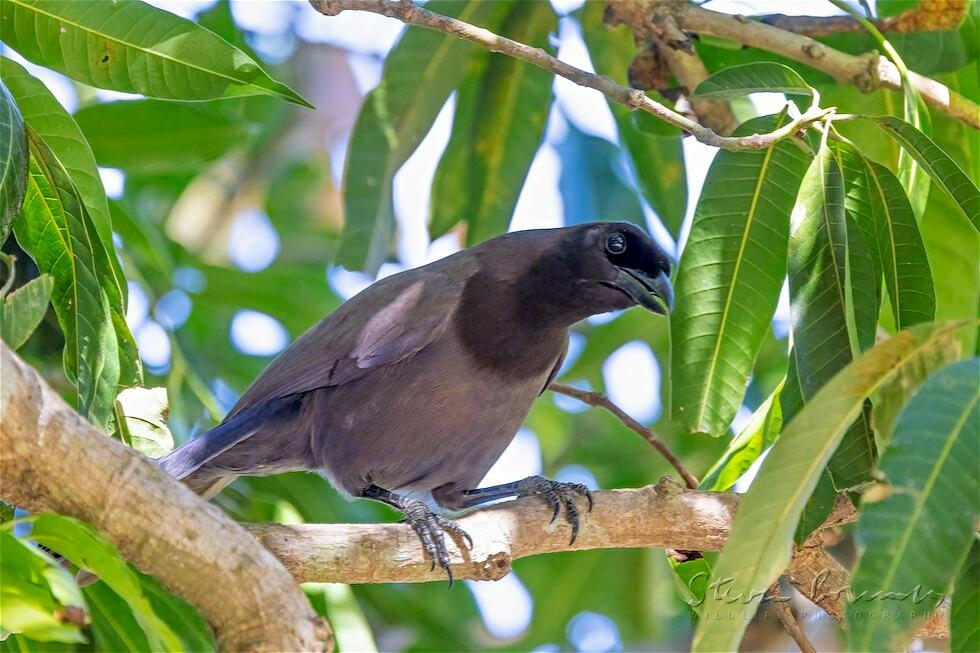 Purplish Jay (Cyanocorax cyanomelas)