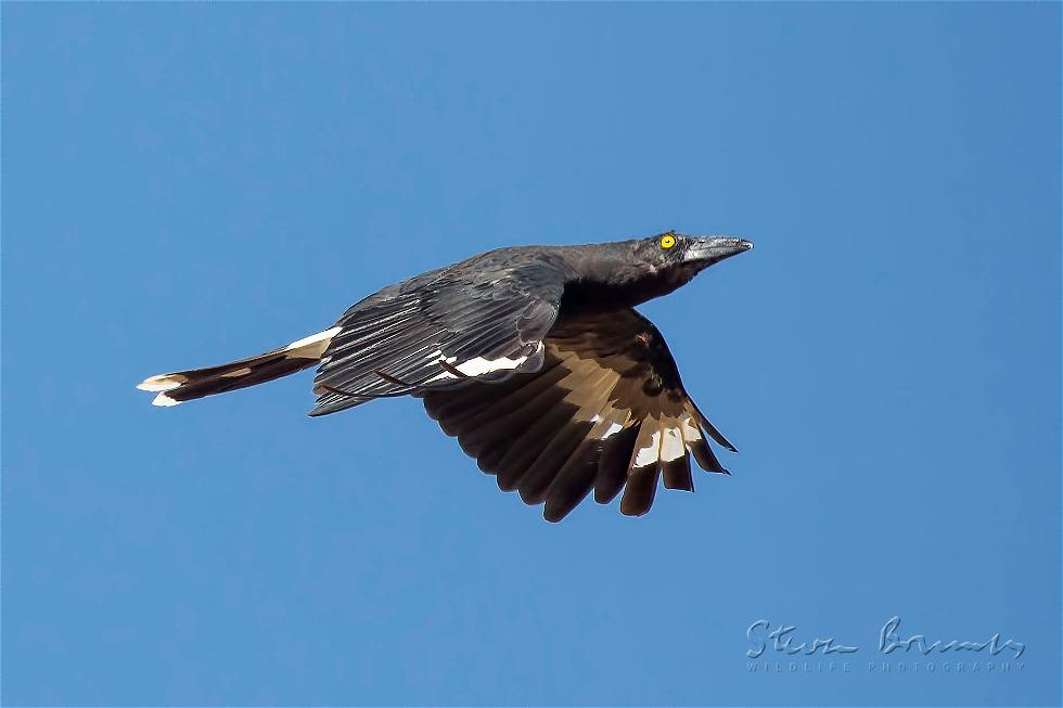 Pied Currawong (Strepera graculina)