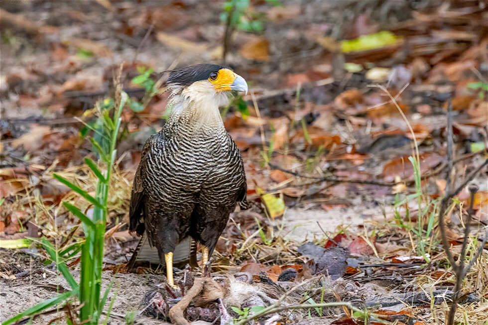 Southern Crested Caracara (Caracara plancus)