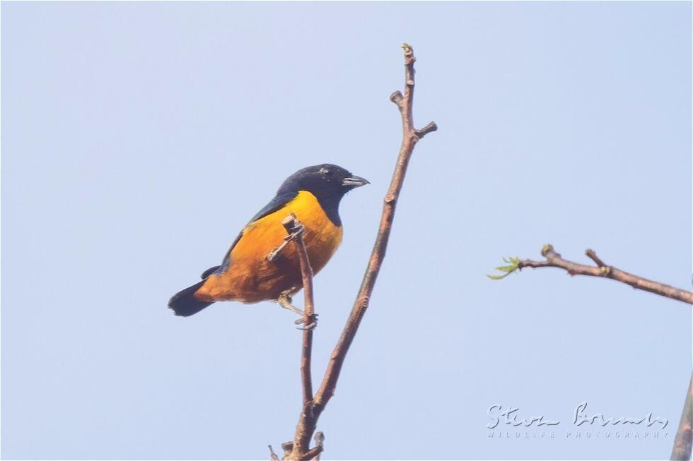 Rufous-bellied Euphonia (Euphonia rufiventris)