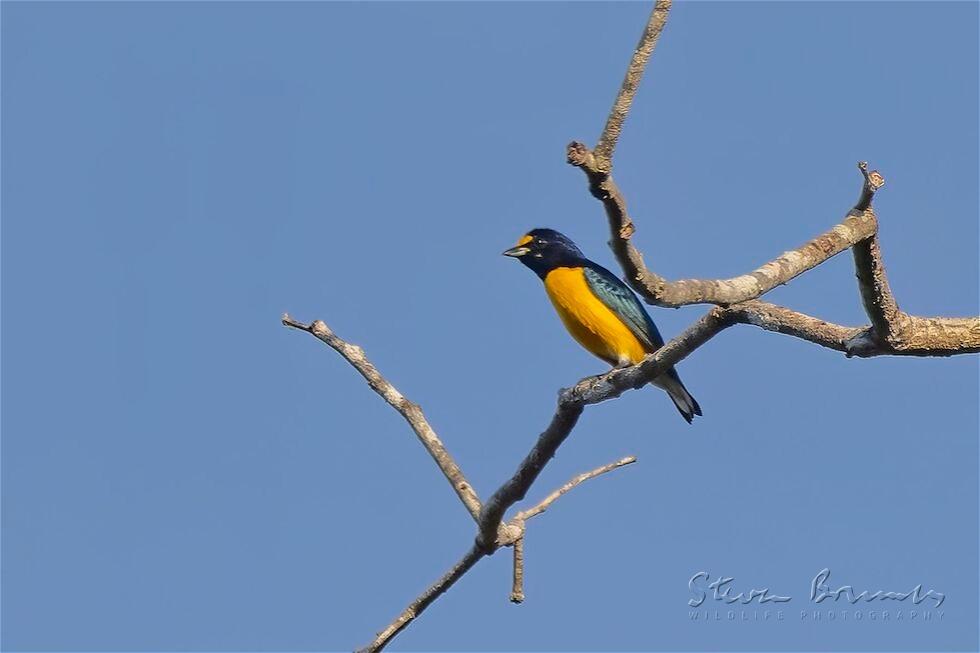 White-vented Euphonia (Euphonia minuta)