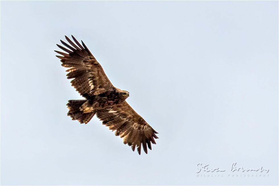 Golden Eagle (Aquila chrysaetos)