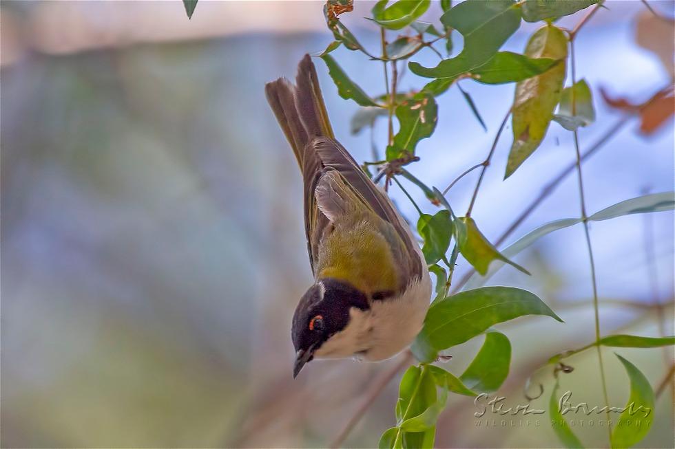 White-naped Honeyeater (Melithreptus lunatus)