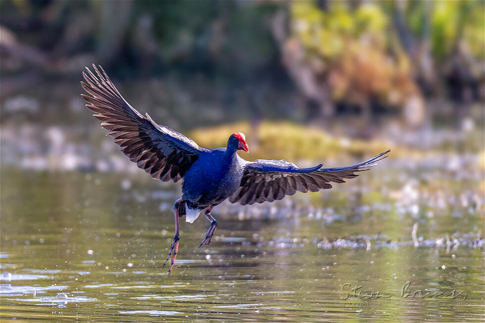 Australasian Swamphen (Porphyrio melanotus)