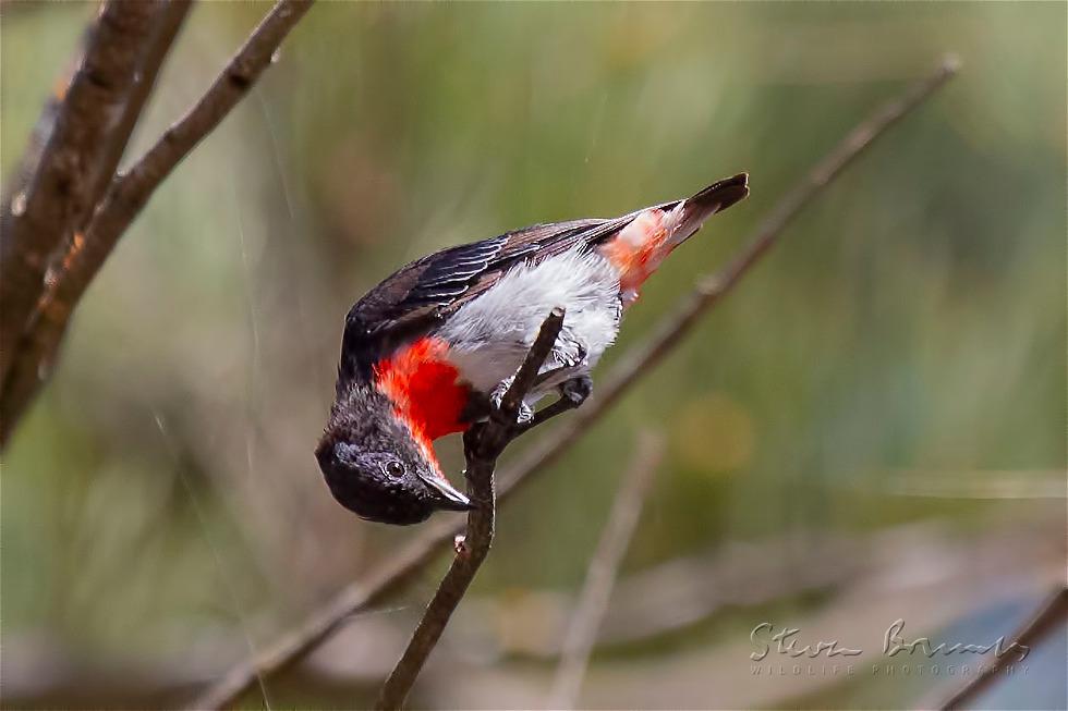 Mistletoebird (Dicaeum hirundinaceum)