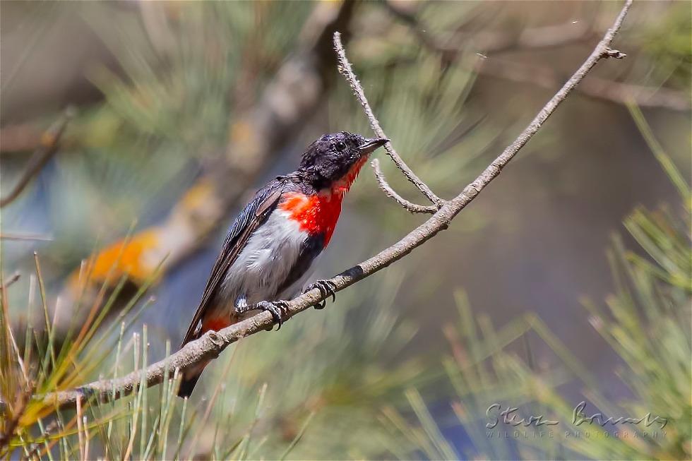 Mistletoebird (Dicaeum hirundinaceum)