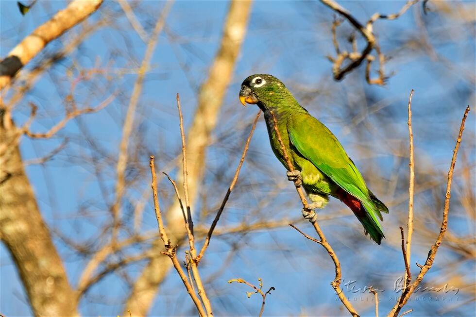 Scaly-headed Parrot (Pionus maximiliani)