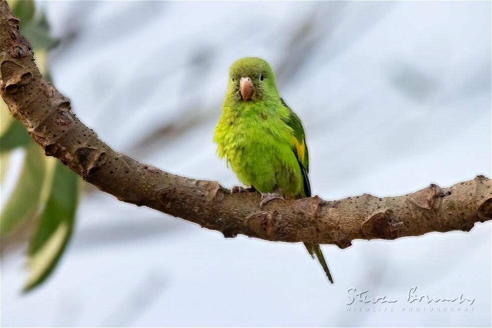 Yellow-chevroned Parakeet (Brotogeris chiriri)