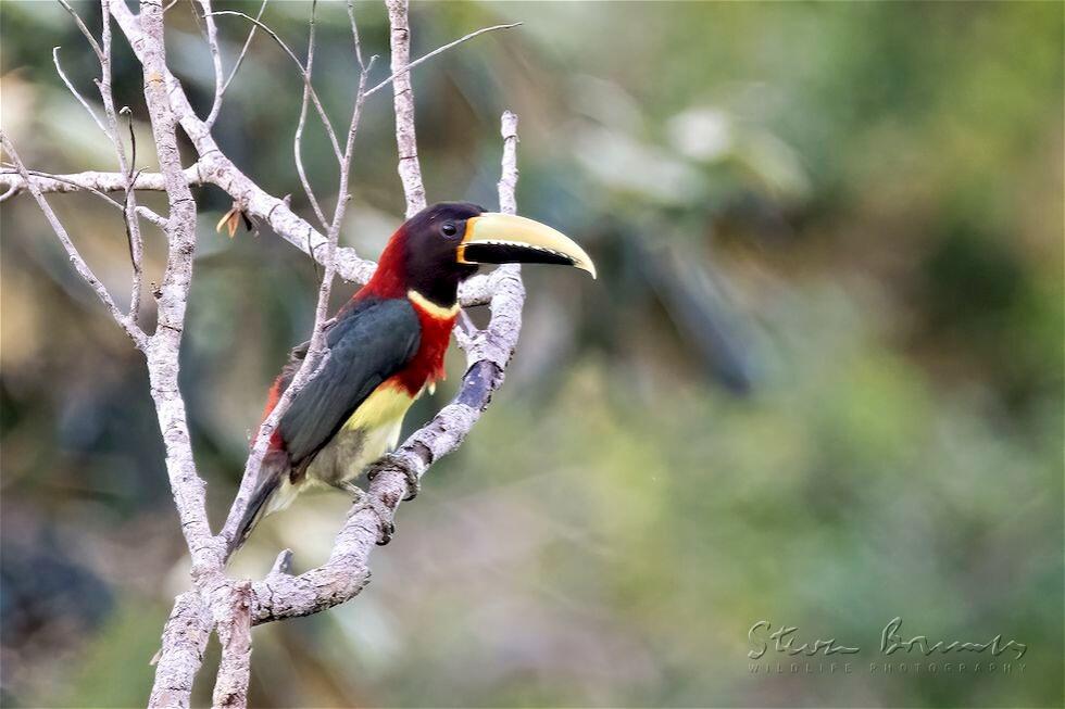 Red-necked Aracari (Pteroglossus bitorquatus)