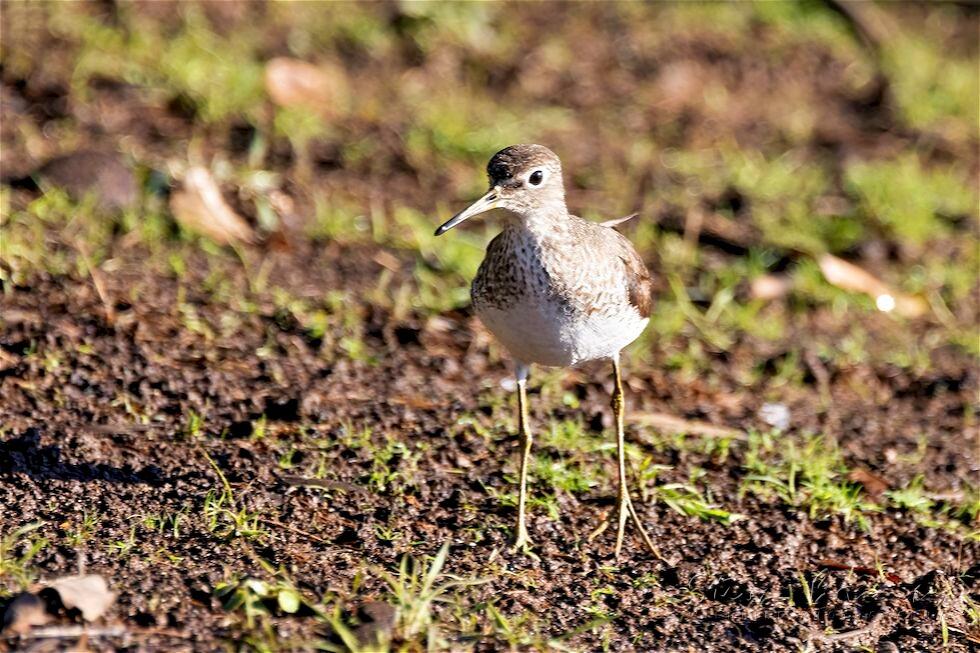 Solitary Sandpiper (Tringa solitaria)