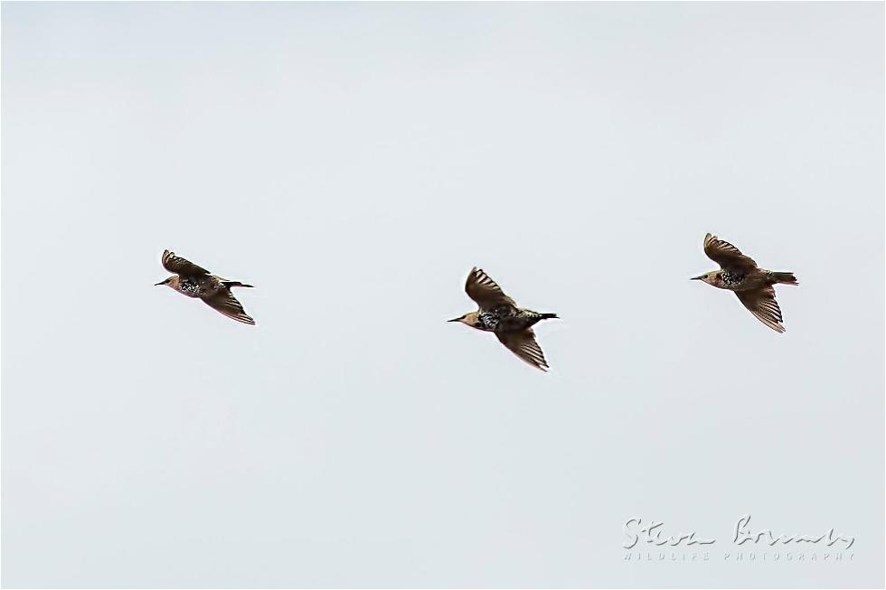 Common Starling (Sturnus vulgaris)