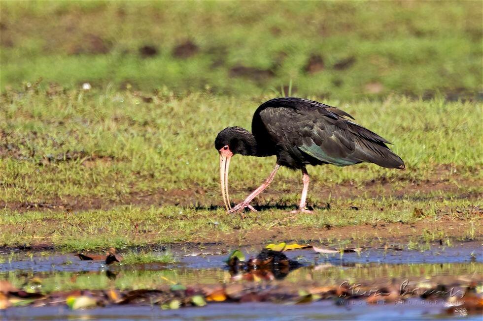 Bare-faced Ibis (Phimosus infuscatus)