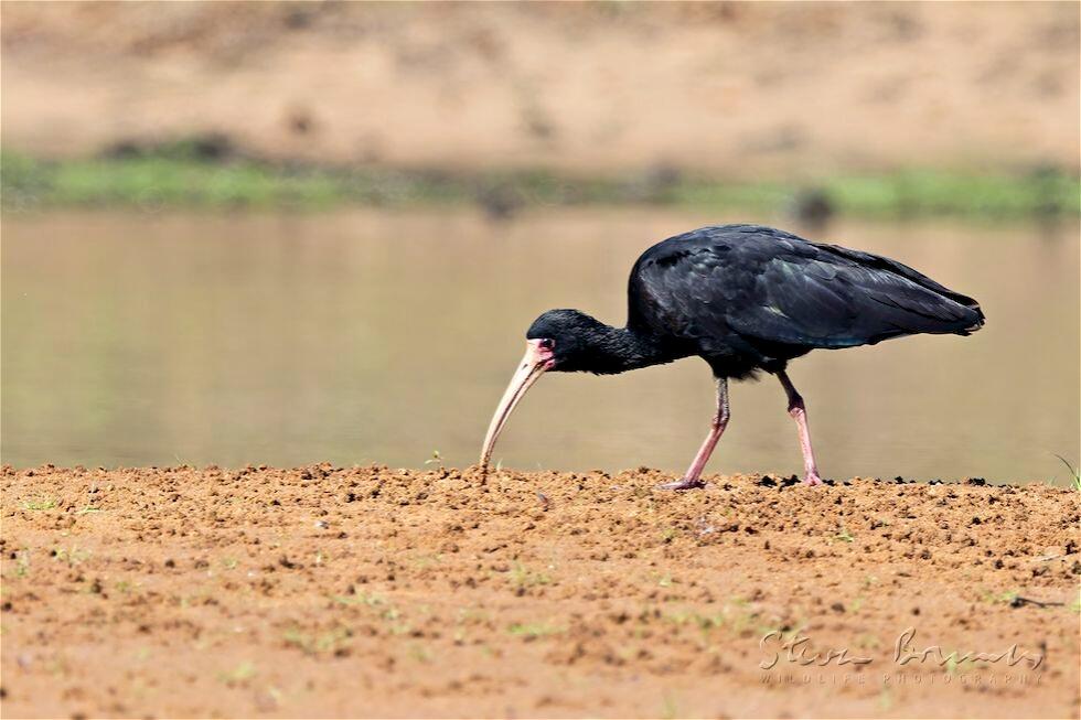 Bare-faced Ibis (Phimosus infuscatus)