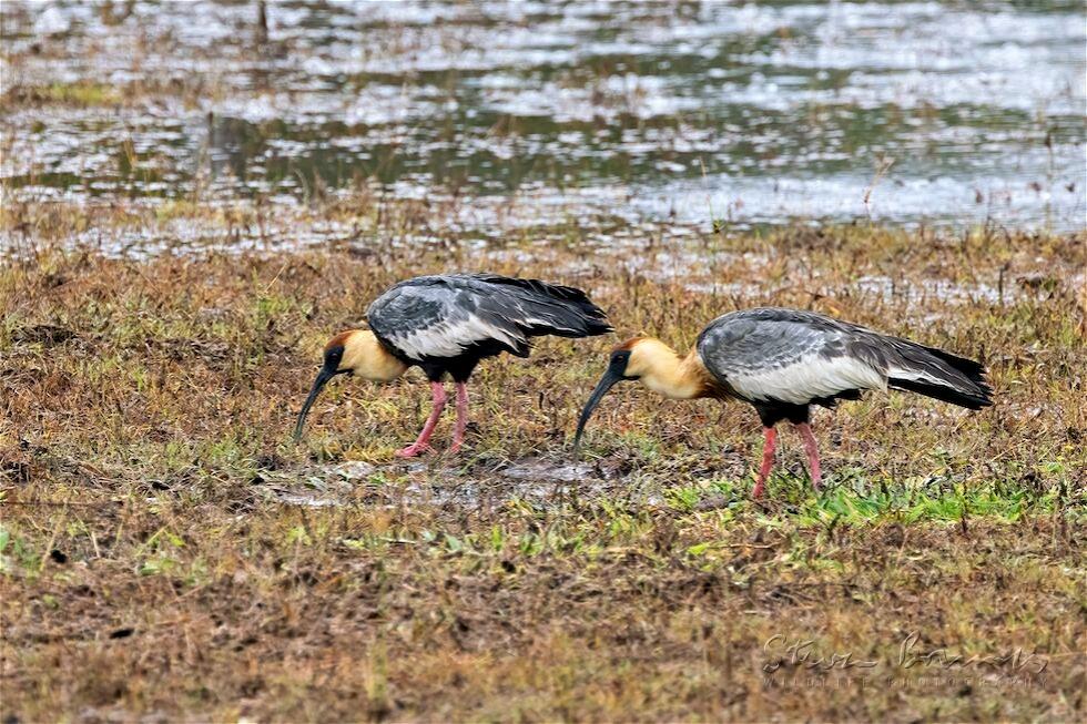 Buff-necked Ibis (Theristicus caudatus)