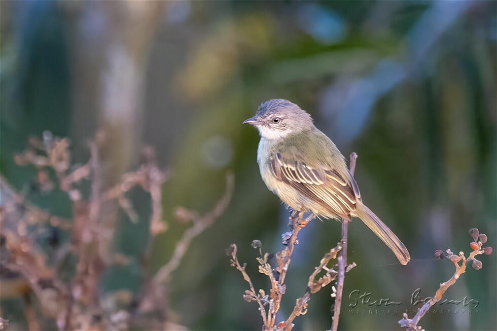 Guianan Tyrannulet (Zimmerius acer)