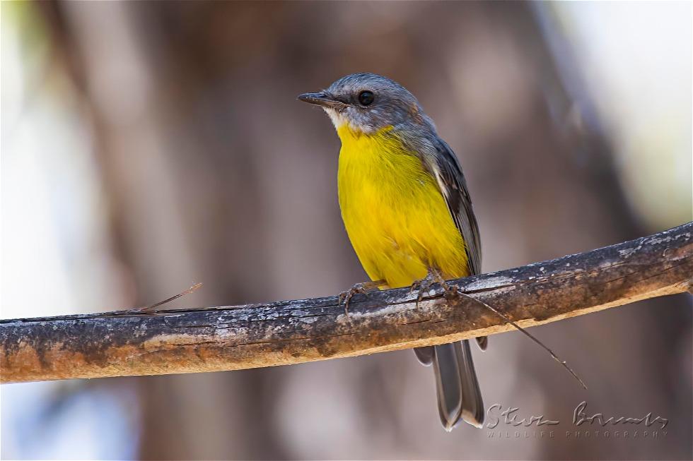 Eastern Yellow Robin (Eopsaltria australis)