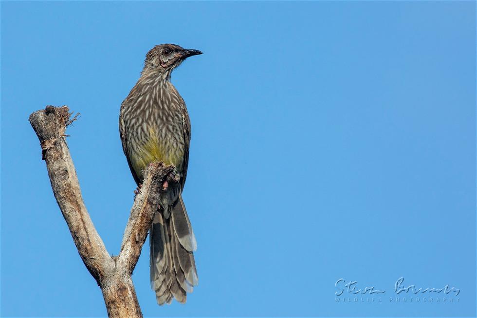 Red Wattlebird (Anthochaera carunculata)