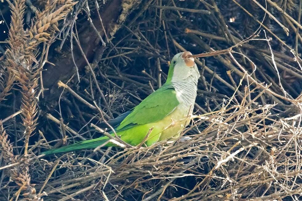 Monk Parakeet (Myiopsitta monachus)