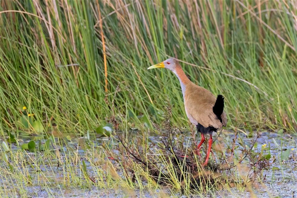 Giant Wood Rail (Aramides ypecaha)