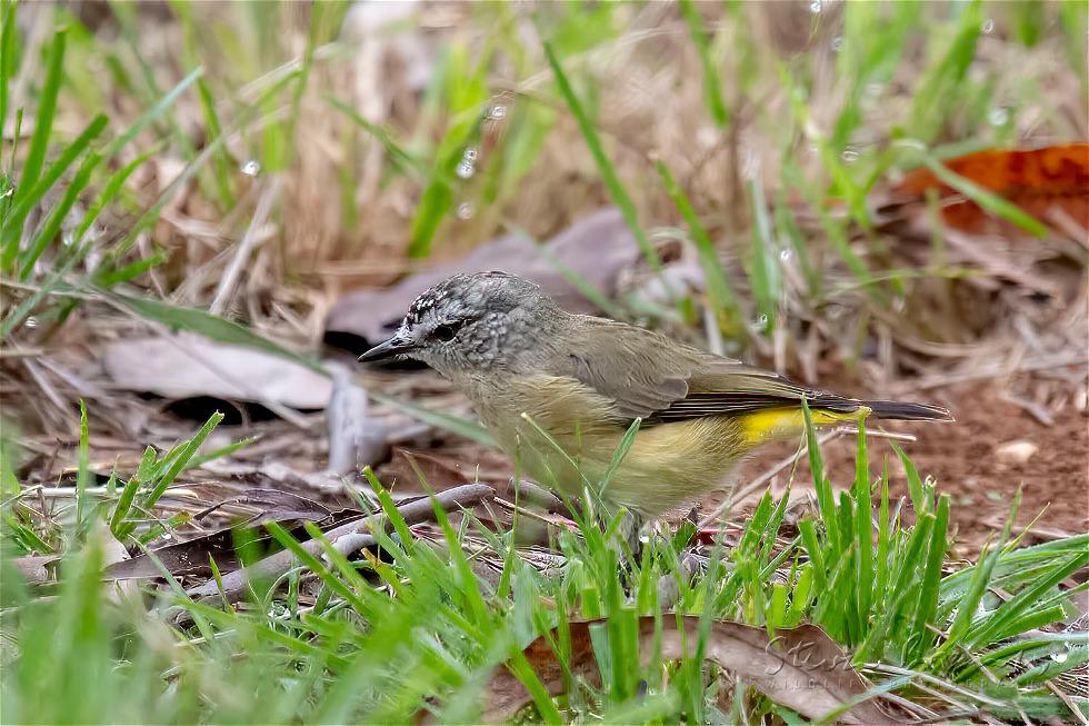 Yellow-rumped Thornbill (Acanthiza chrysorrhoa)