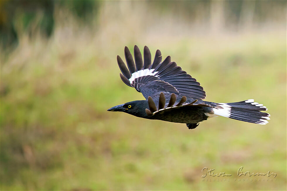 Pied Currawong (Strepera graculina)