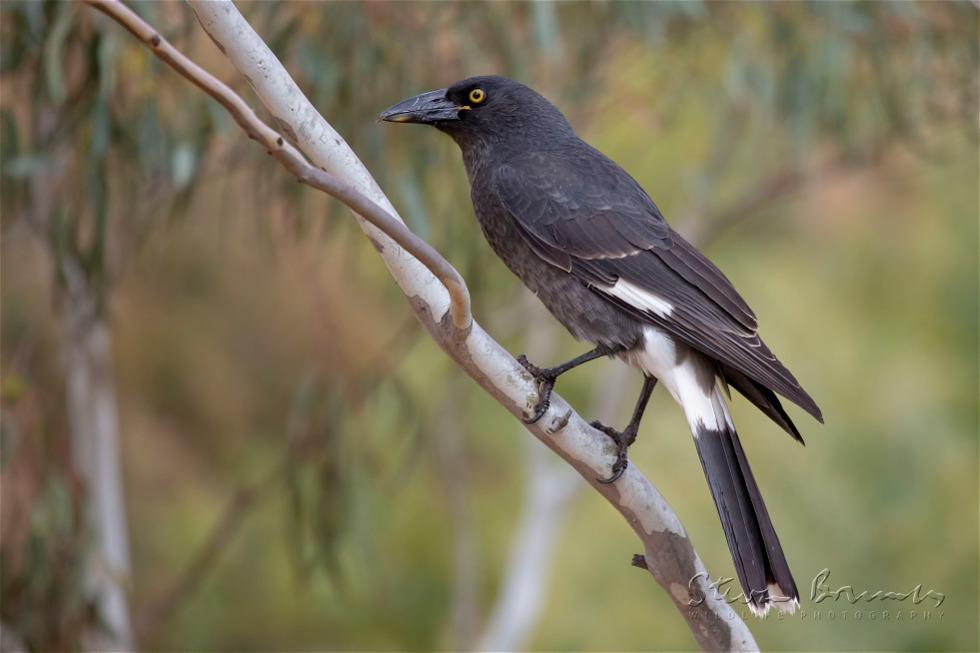 Pied Currawong (Strepera graculina)